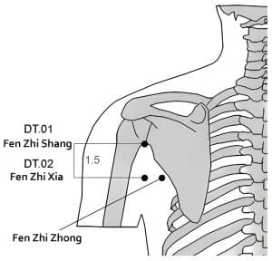 a diagram of points DT.01-02 on the shoulder bone